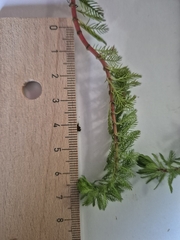 (c) Stefan Ehl, some rights reserved (CC BY) Myriophyllum rubricaule, photograph (c) Stefan Ehl, some rights reserved (CC BY)