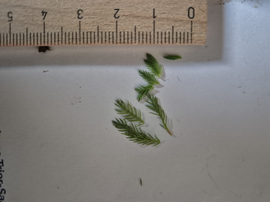 Myriophyllum rubricaule; photograph (c) Stefan Ehl, some rights reserved (CC BY)