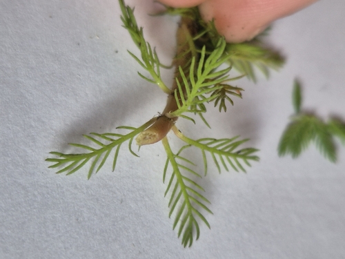 Myriophyllum rubricaule, photograph 3