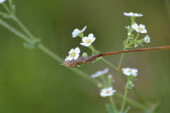 Carex bicknellii