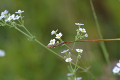 Carex bicknellii