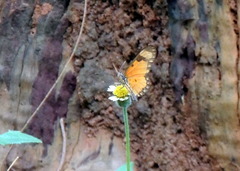 Acraea serena