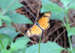 Acraea serena