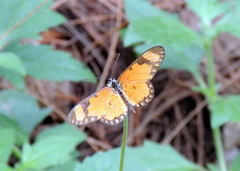 Acraea serena