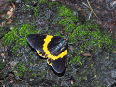 Milionia zonea pryeri