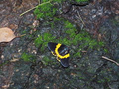 Milionia zonea pryeri