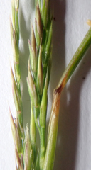 Festuca rubra commutata