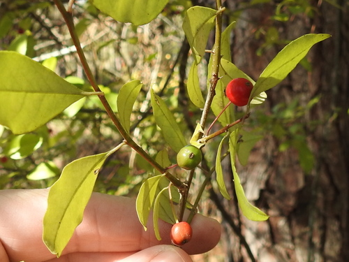 Image of Ilex longipes by (c) Sam Kieschnick, some rights reserved (CC BY)
