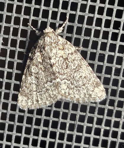 Cryphia Moth photo 2