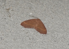 Hypochrosini
