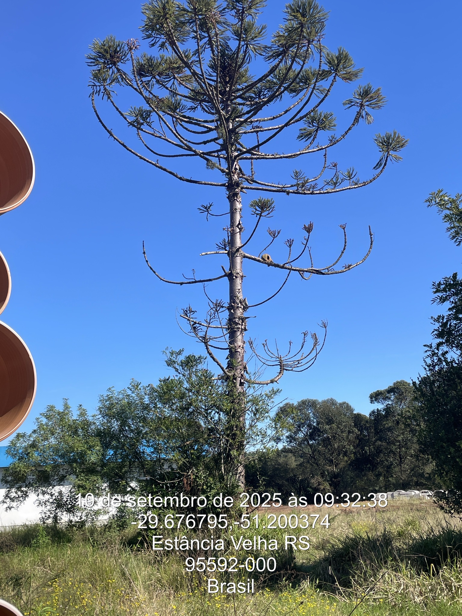 Araucaria angustifolia