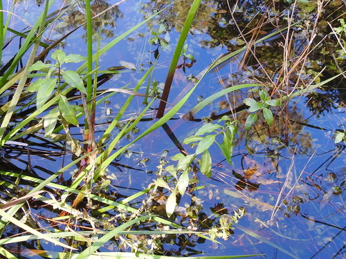 Image of Hydrolea uniflora by (c) Sam Kieschnick, some rights reserved (CC BY)