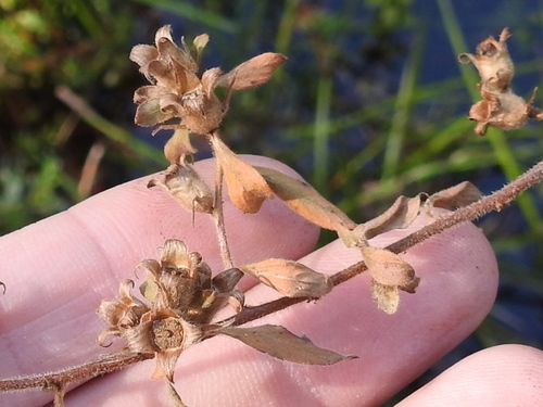 Image of Ludwigia pilosa by (c) Sam Kieschnick, some rights reserved (CC BY)