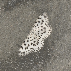 Antipercnia albinigrata