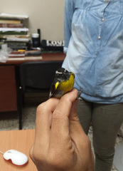Coereba flaveola