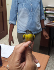 Coereba flaveola