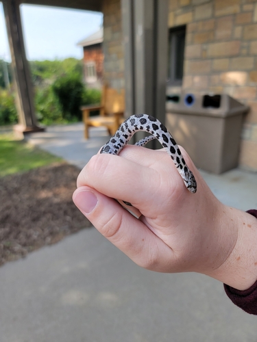Western Foxsnake (Pantherophis ramspotti), a species recorded in Nebraska