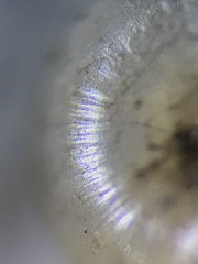 Guppya sterkii