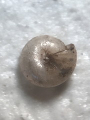 Guppya sterkii