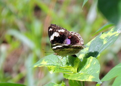 Junonia oenone oenone