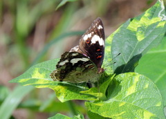 Junonia oenone oenone