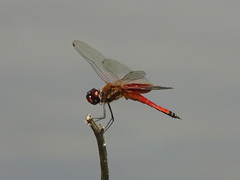 Tramea darwini