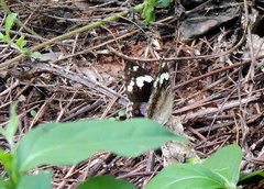 Junonia oenone oenone