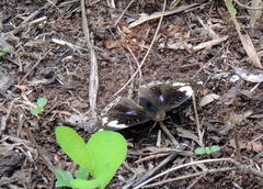 Junonia oenone oenone
