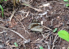 Junonia oenone oenone