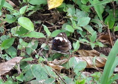 Junonia oenone oenone