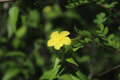 Haplophyton cimicidum