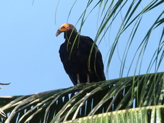 Cathartes burrovianus
