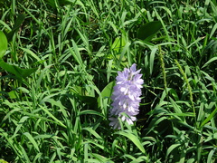 Pontederia crassipes
