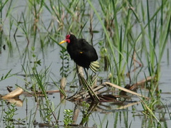 Jacana jacana