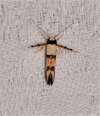 Stathmopoda pantarches