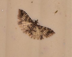 Alucita phricodes