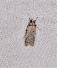 Philobota thiocrossa