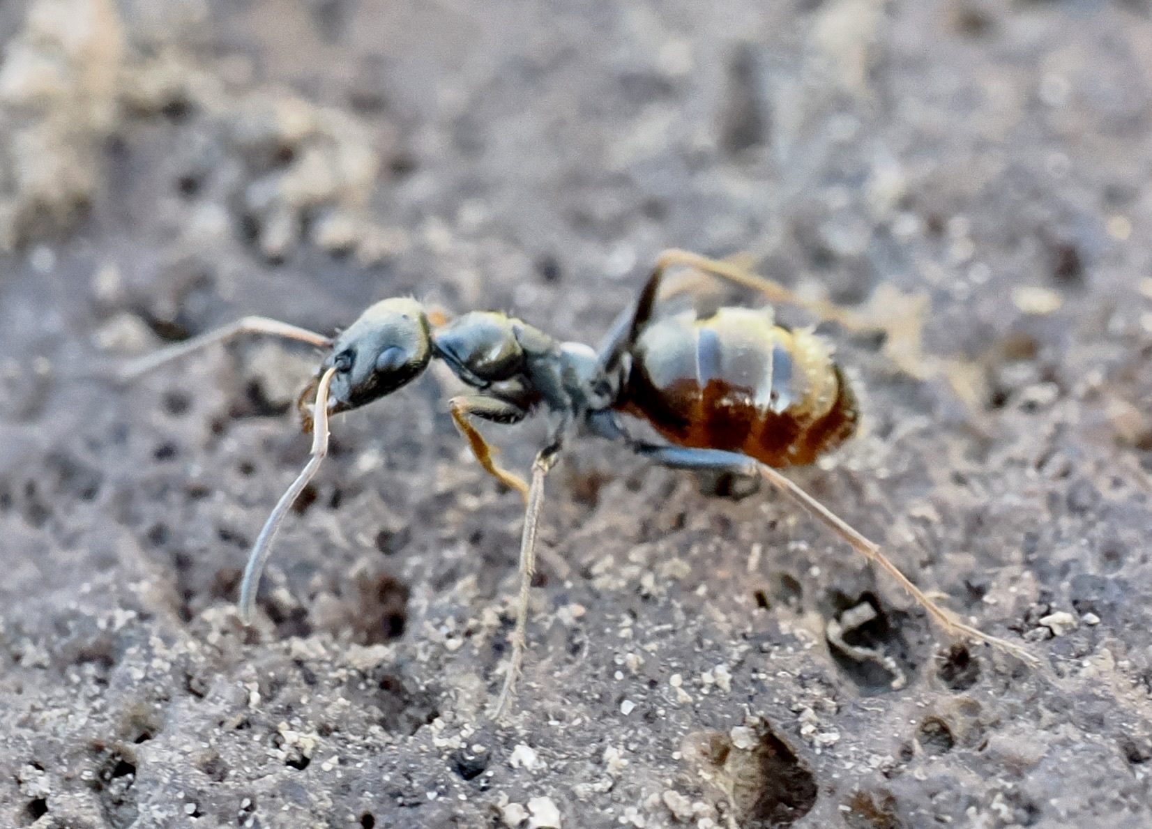 Proformica pilosiscapa