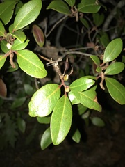 Magnoliopsida