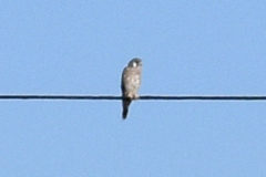 Falco sparverius