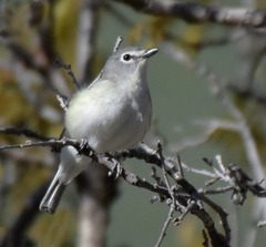 Plumbeous Vireo photo 5
