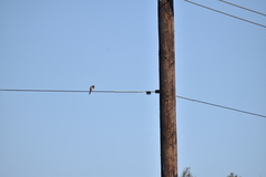 Falco sparverius