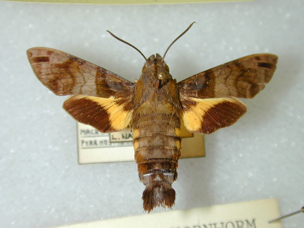 Hummingbird Hawk Moth