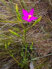 Chironia jasminoides