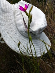 Chironia jasminoides