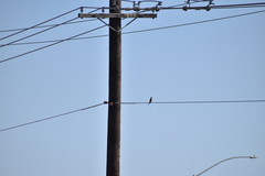 Falco sparverius