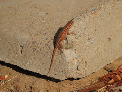 Sceloporus occidentalis