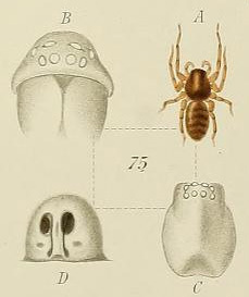 Sagellula
