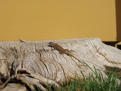 Sceloporus occidentalis