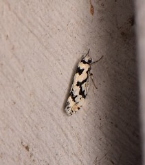 Lichenaula calligrapha